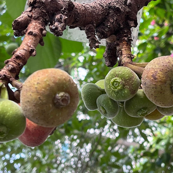 Fermentierte Urwaldfeige Baum 1
