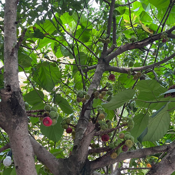 Fermentierte Urwaldfeige Baum 2