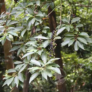 Fermentierter Urwald-Pfeffer Baum