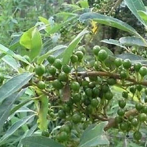 Fermentierter Urwald-Pfeffer Baum