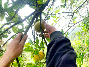1 - Fermentierte Pomelo
