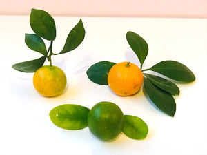 1 - Fermentierte Kumquat