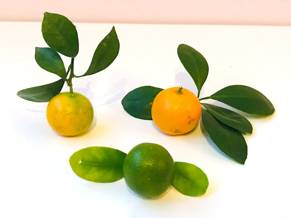 1 - Fermentierte Kumquat
