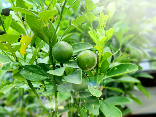 1 - Fermentierte Kumquat