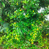 1 - Fermentierte Kumquat